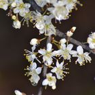 goutte et fleur