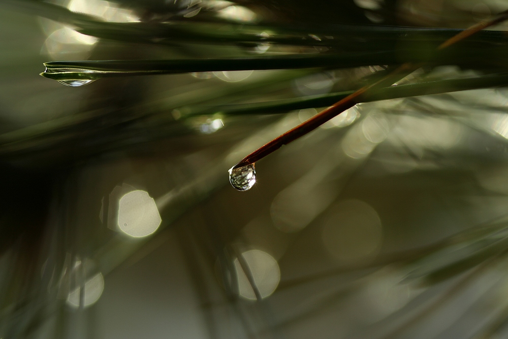 goutte et reflet