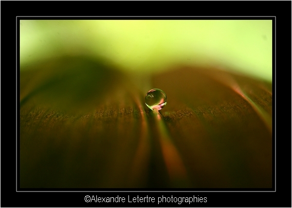 goutte sur feuille