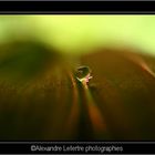 goutte sur feuille