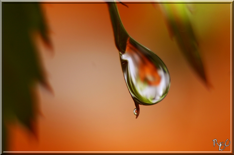 goutte sur feuille d'érable