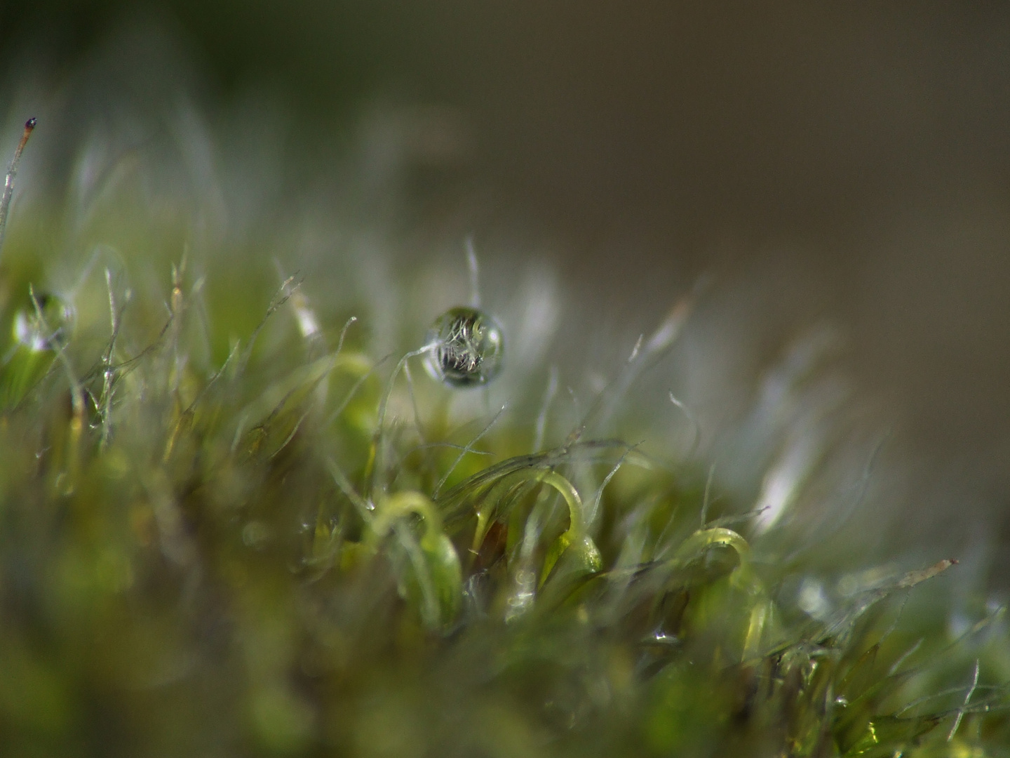 goutte sur mousse