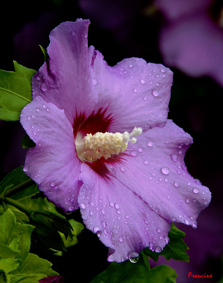 Gouttelettes de pluie ...