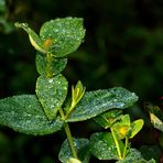 Gouttelettes de pluie