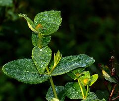 Gouttelettes de pluie