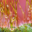 Gouttelettes de pluie sur la mousse