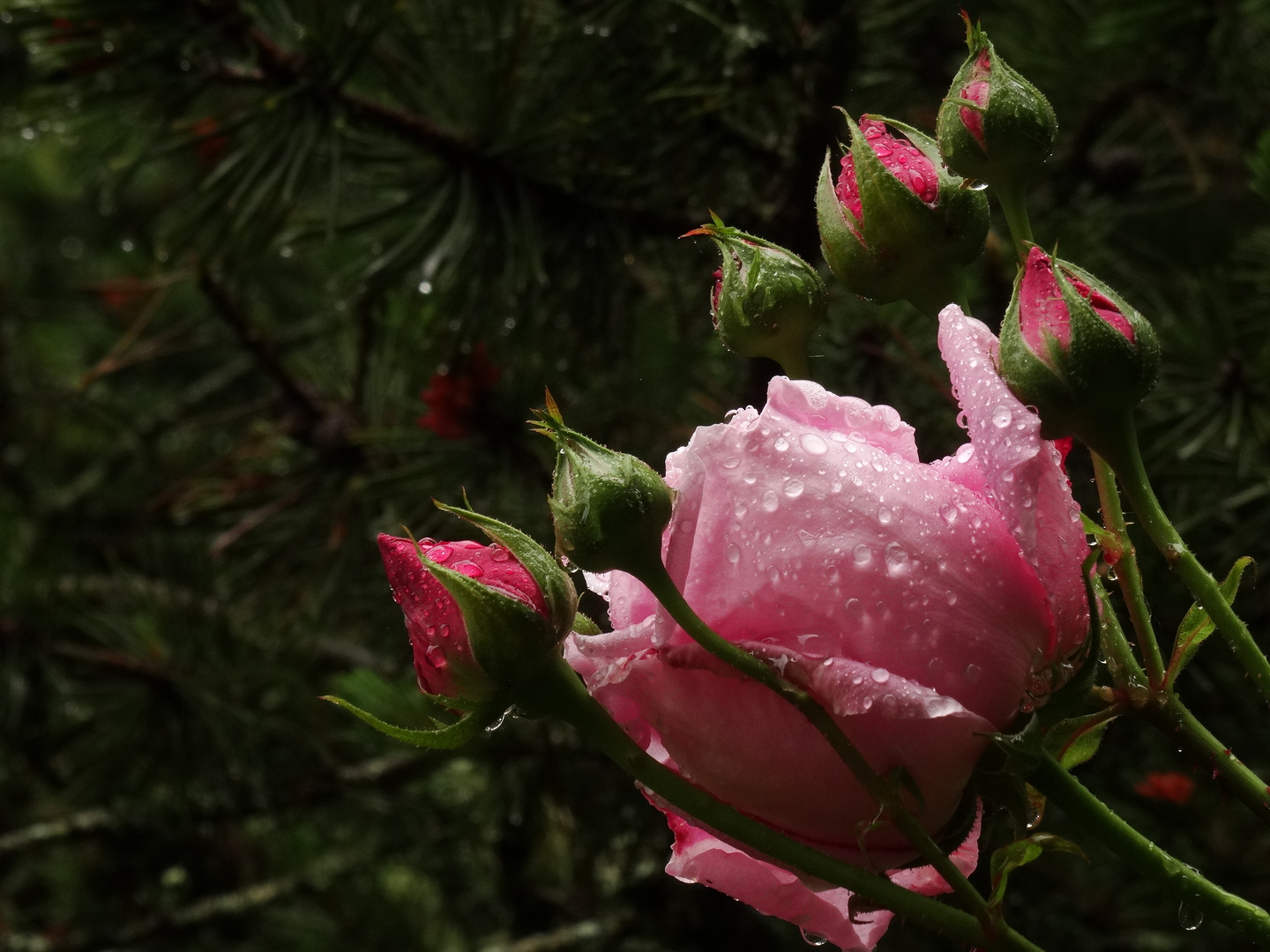 Gouttes cristallines sur roses