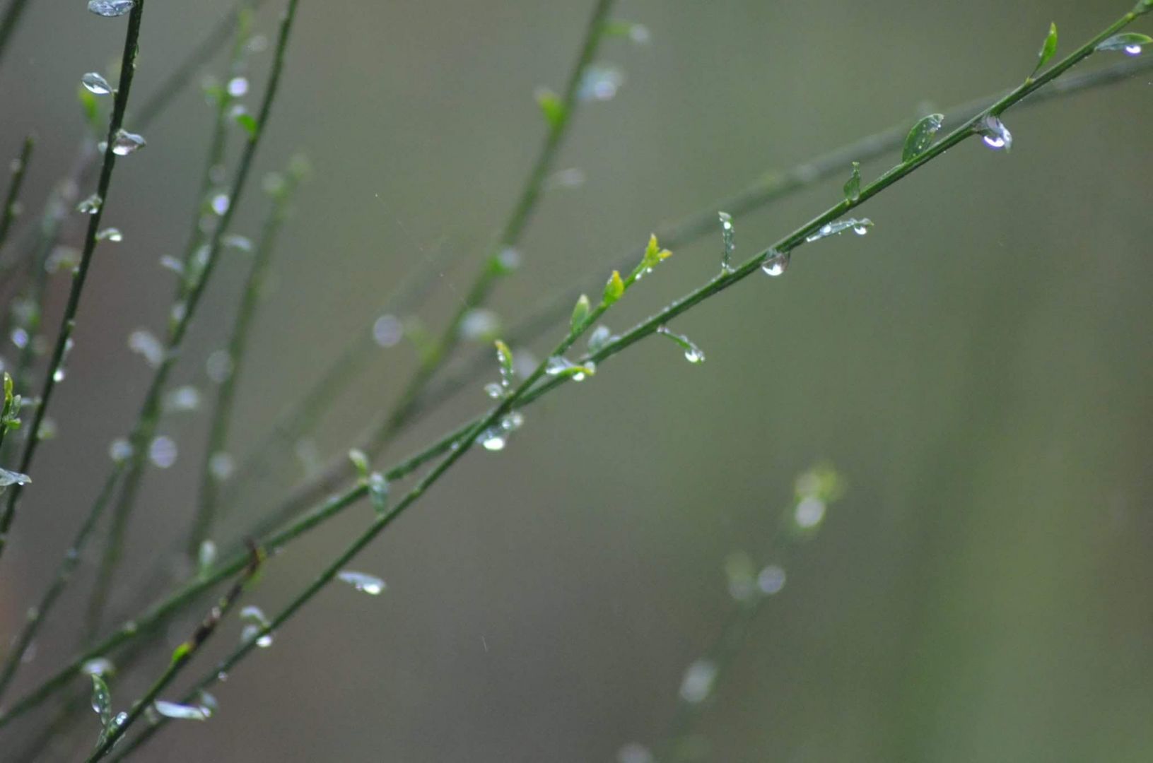 Gouttes de bruine