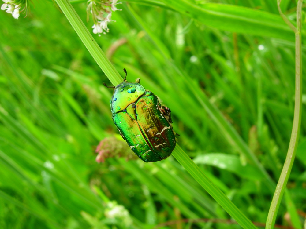 Gouttes de Cétoine