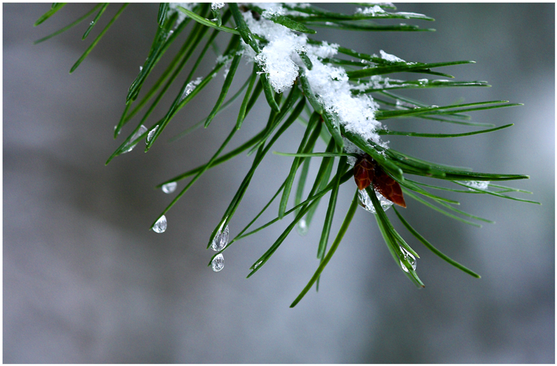 gouttes de glace ....