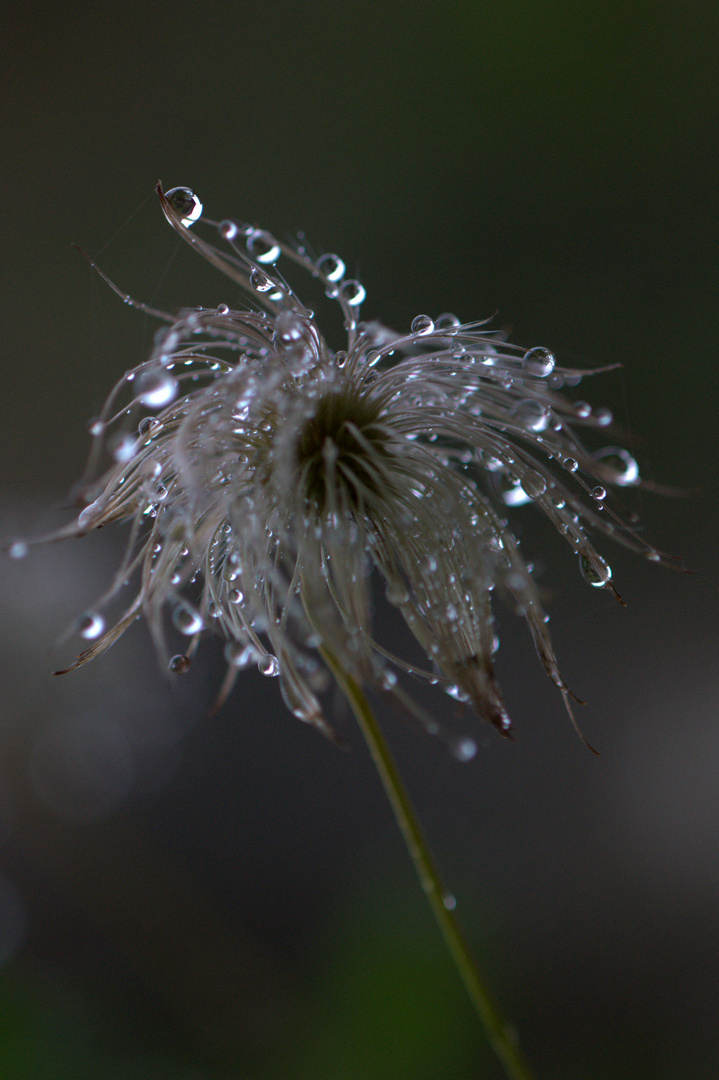 gouttes de pluie