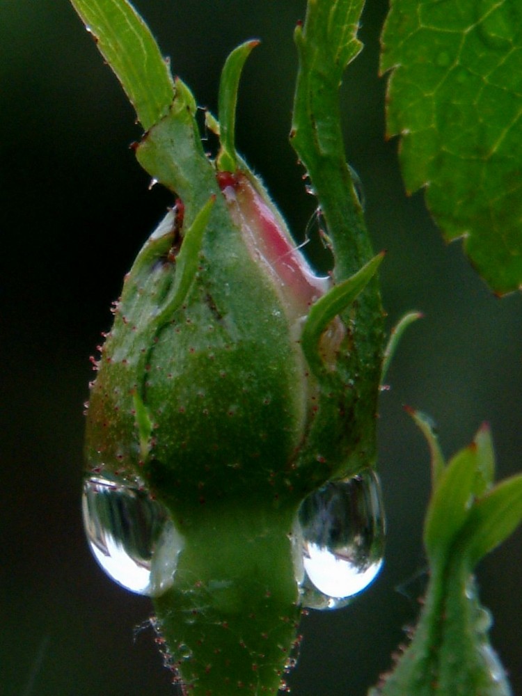 gouttes de pluie