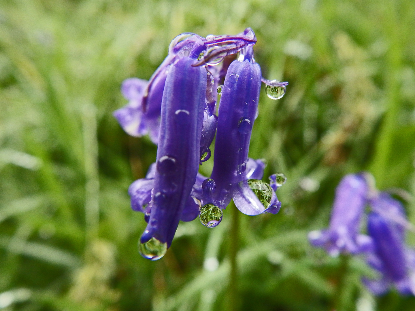 gouttes de pluie