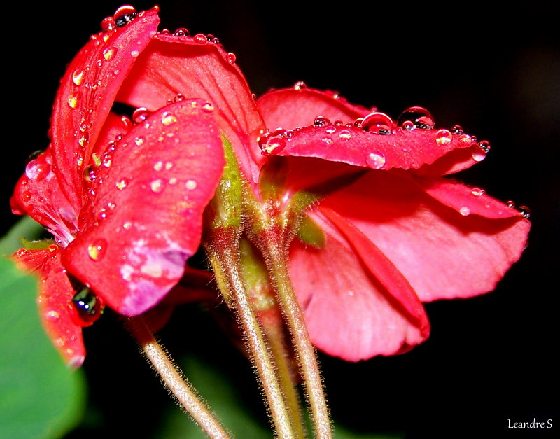 gouttes de pluie sur géranium