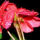 gouttes de pluie sur géranium