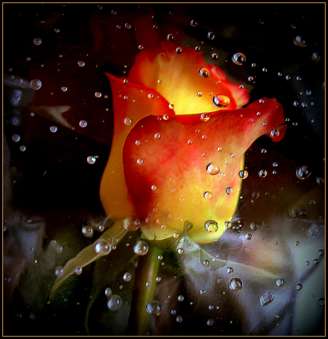 Gouttes de pluie sur l' emballage de la rose..