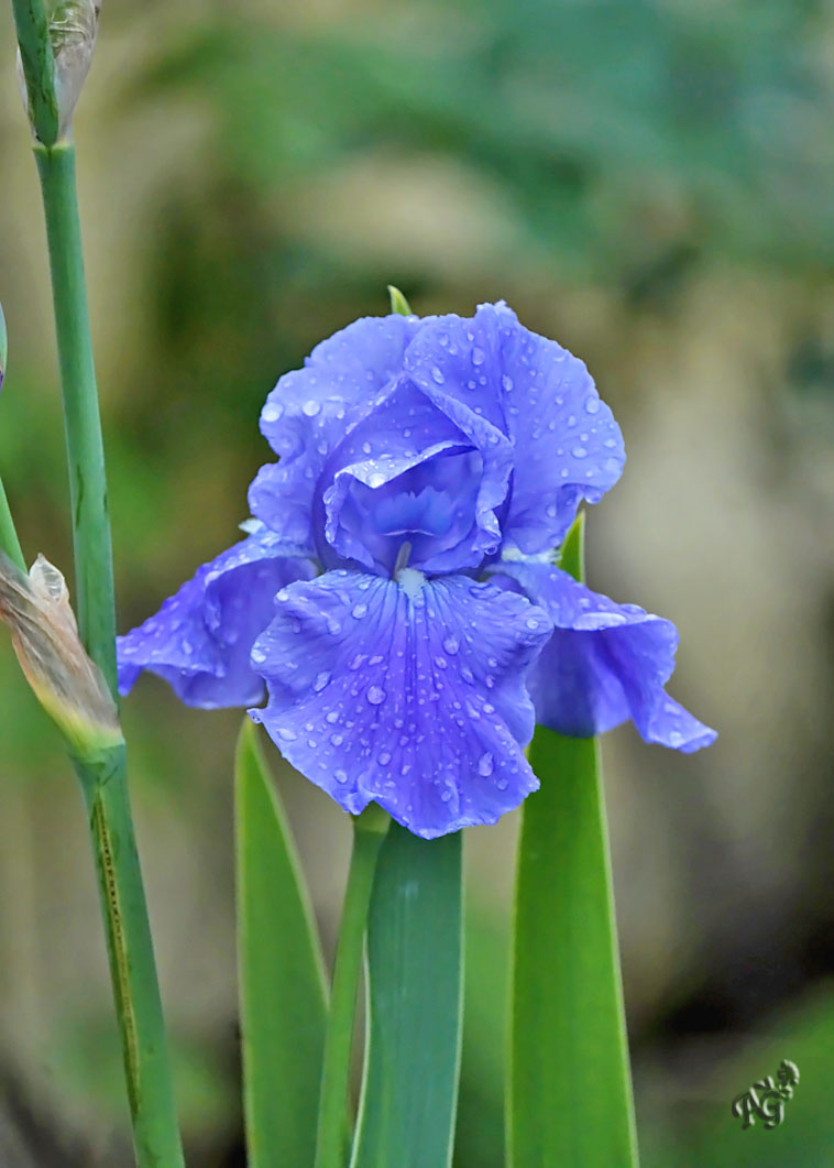 Gouttes de pluie  sur l'iris