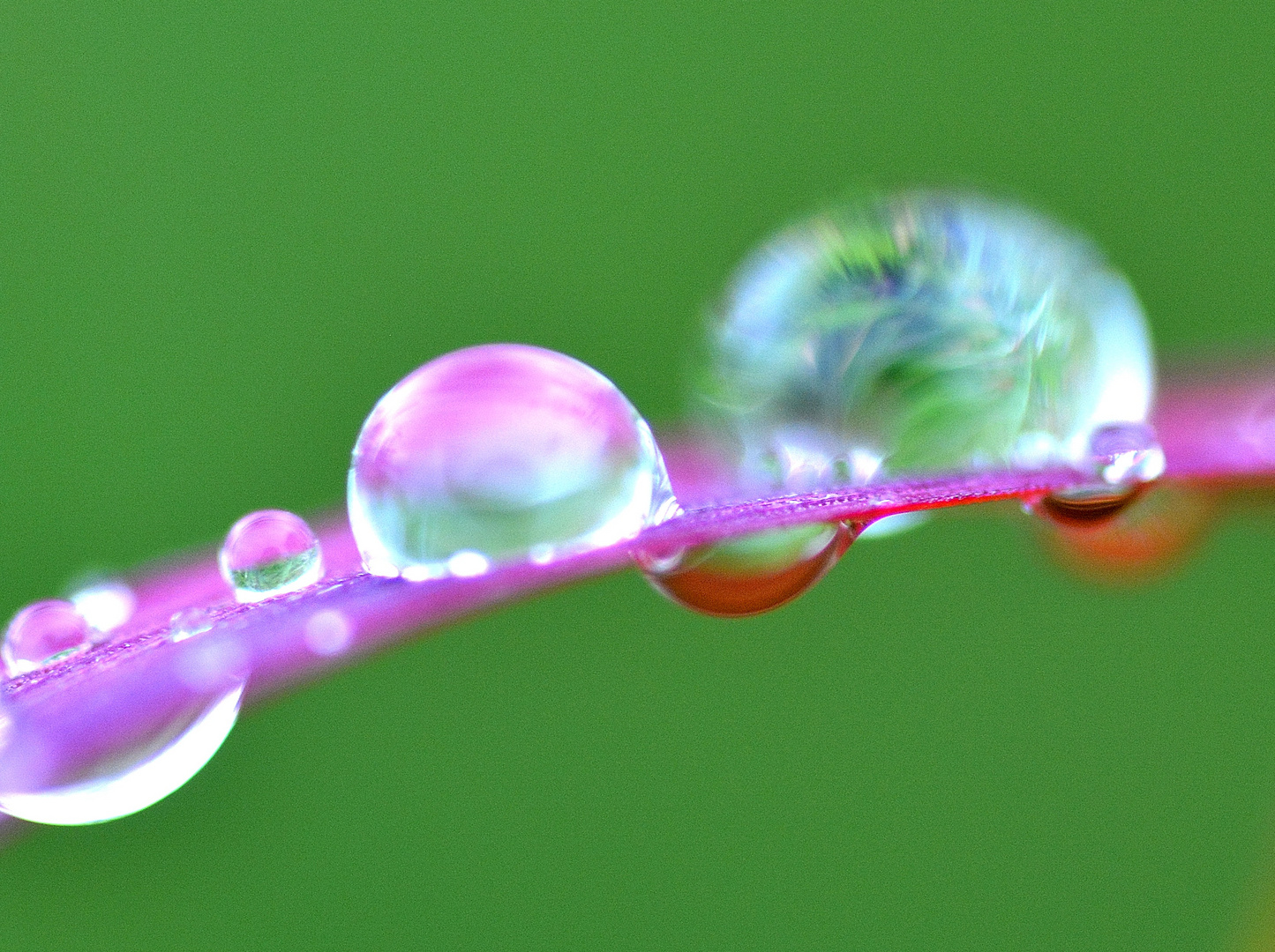 gouttes de pluies sur une herbe