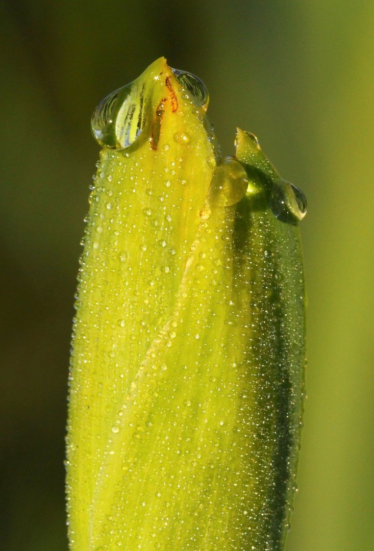 gouttes de rosée