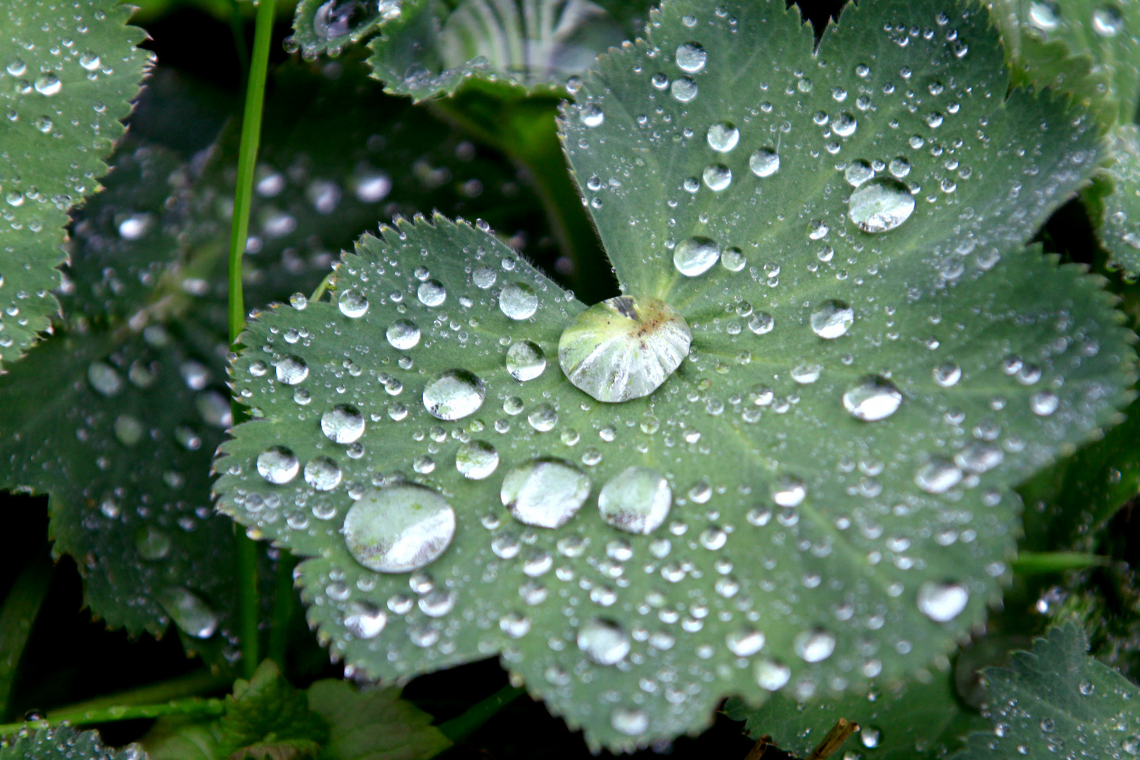 ~Gouttes d'eau~