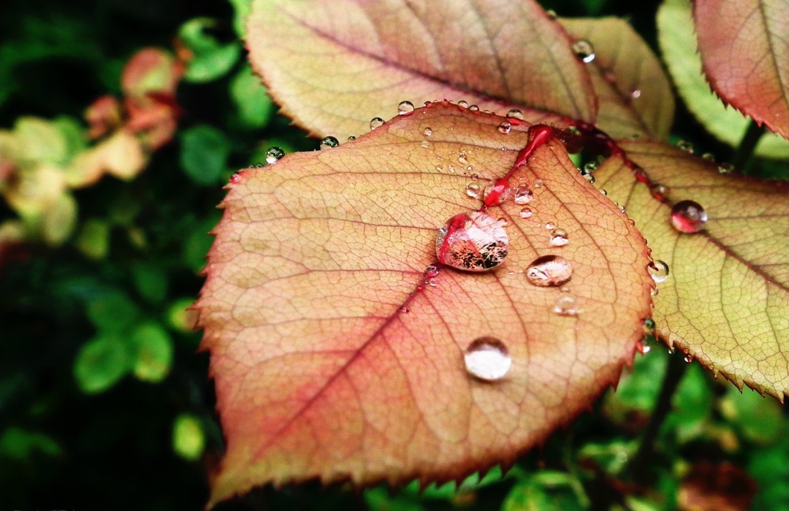 Gouttes d'eau