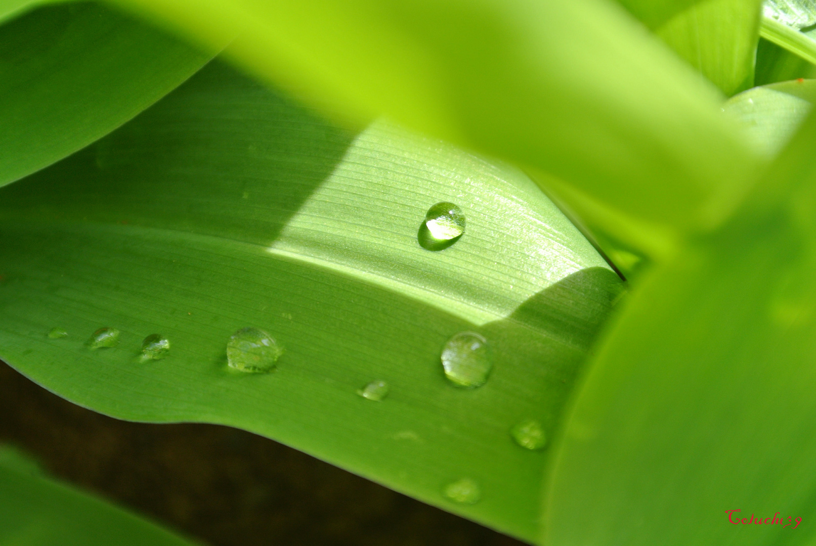 Gouttes d'eau