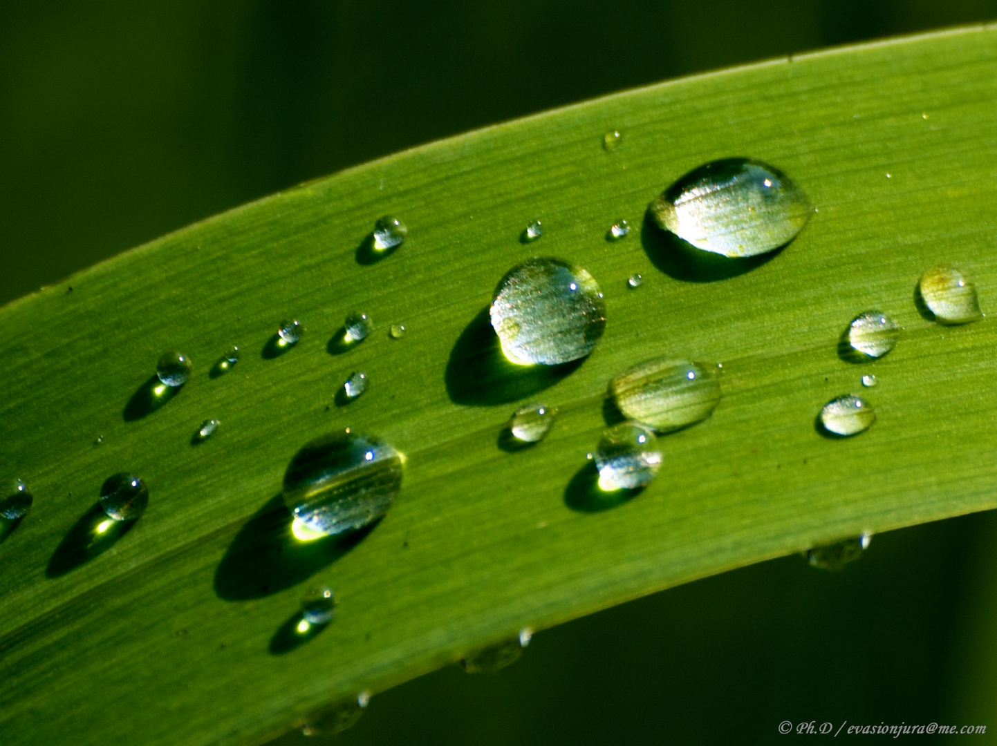 Gouttes d'eau