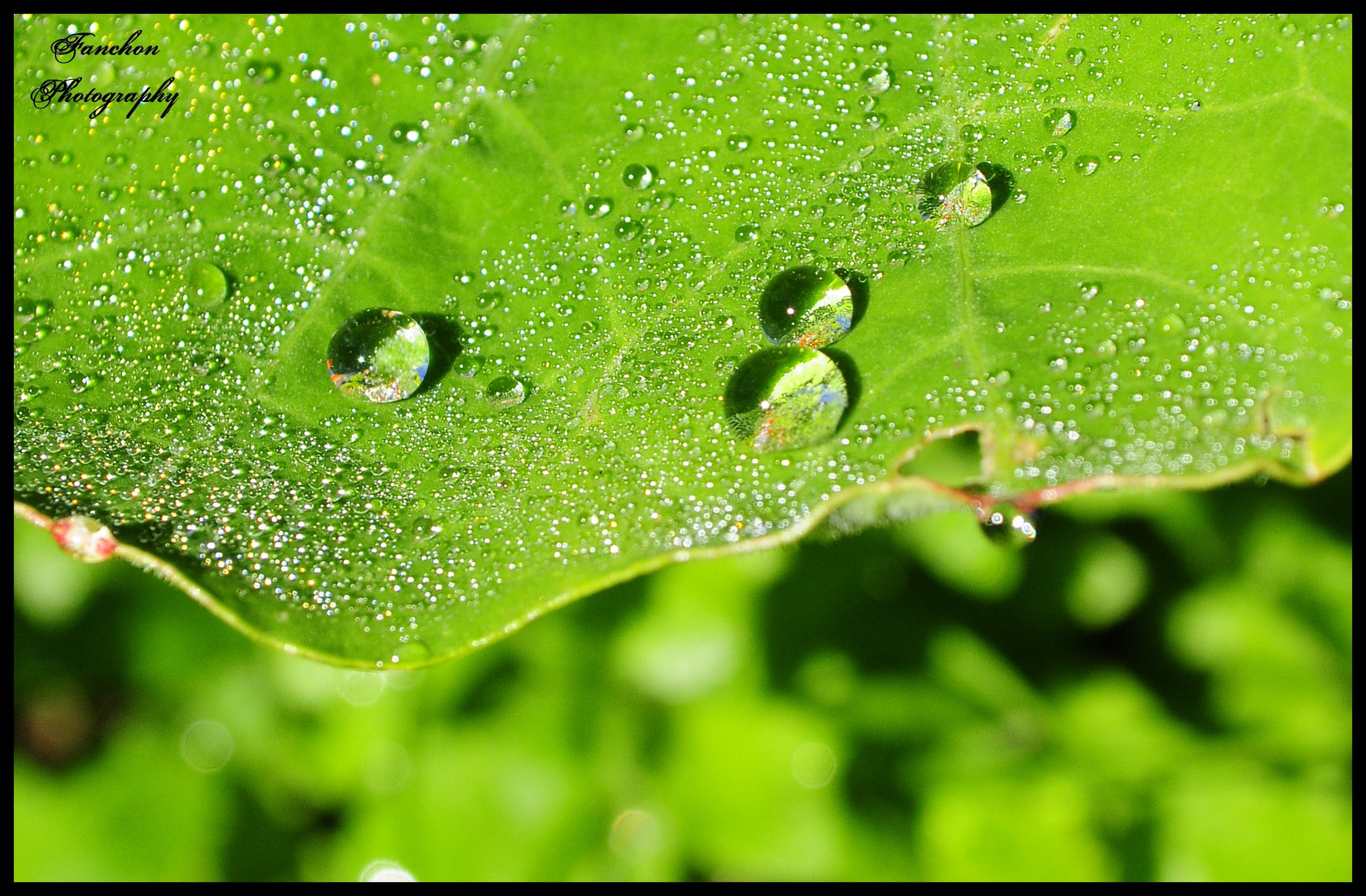 Gouttes d'eau