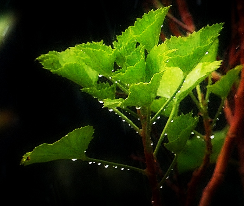 Gouttes d'eau après la pluie