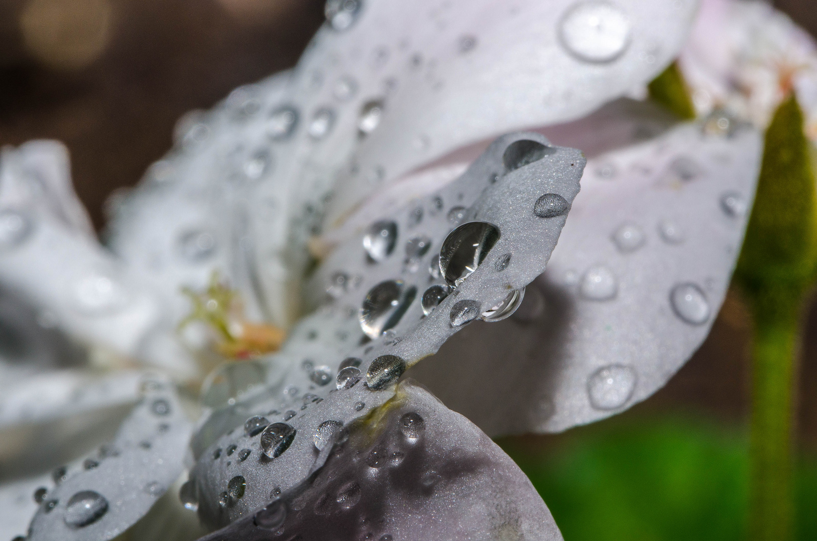 Gouttes d'eau