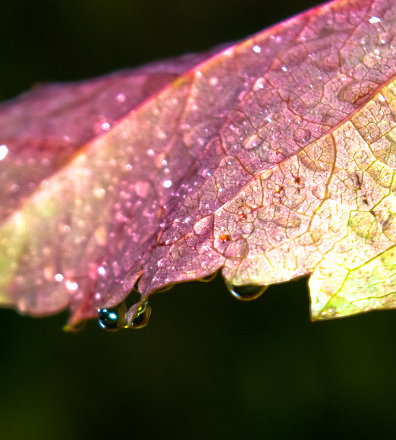 gouttes d'eau