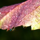 gouttes d'eau