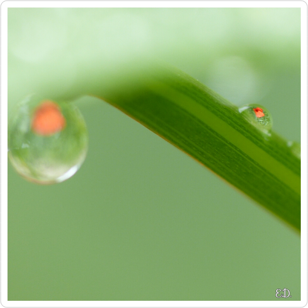 Gouttes d'eau et coquelicots