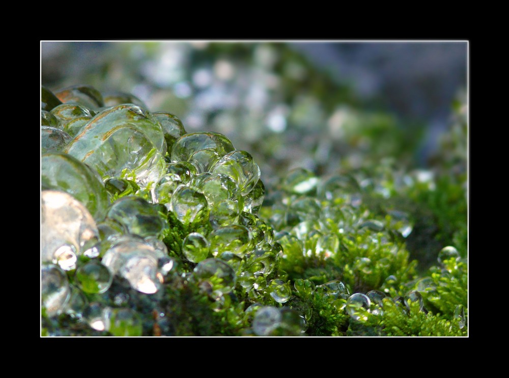 Gouttes d'eau gelées sur la mousse