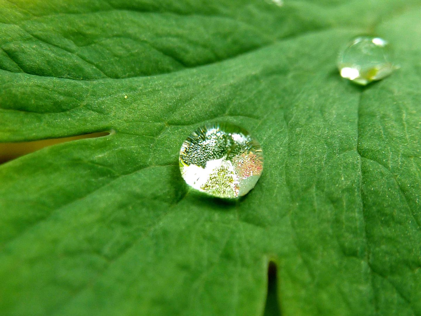 Gouttes d'eau sur feuille