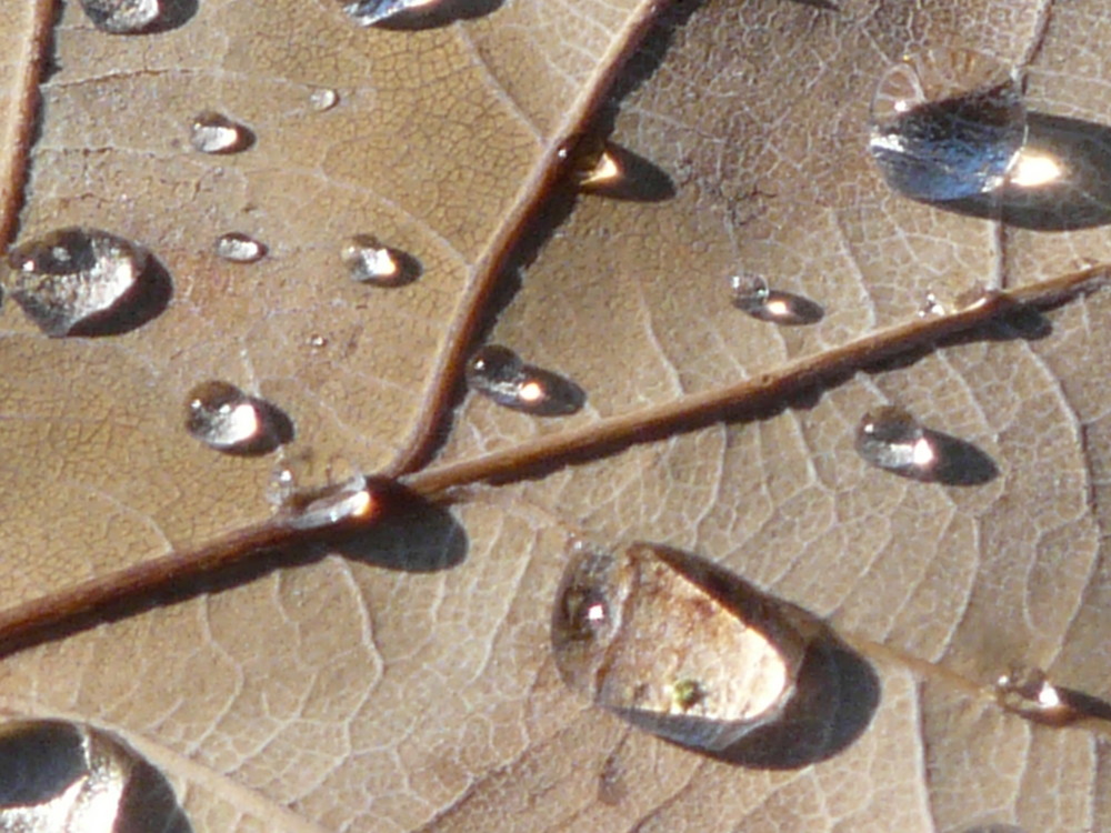 Gouttes d'eau sur une feuille de chêne