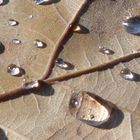 Gouttes d'eau sur une feuille de chêne