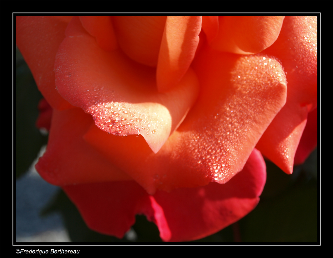 Gouttes d'eau...de rose