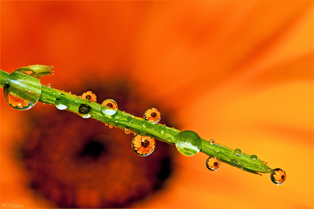 Gouttes des fleurs