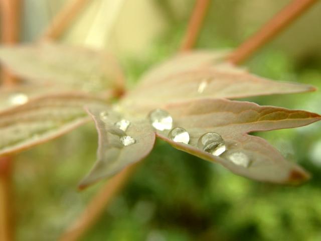 Gouttes d'hiver