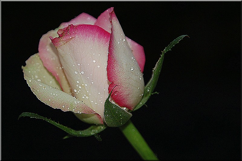 Gouttes sur bouton de rose !