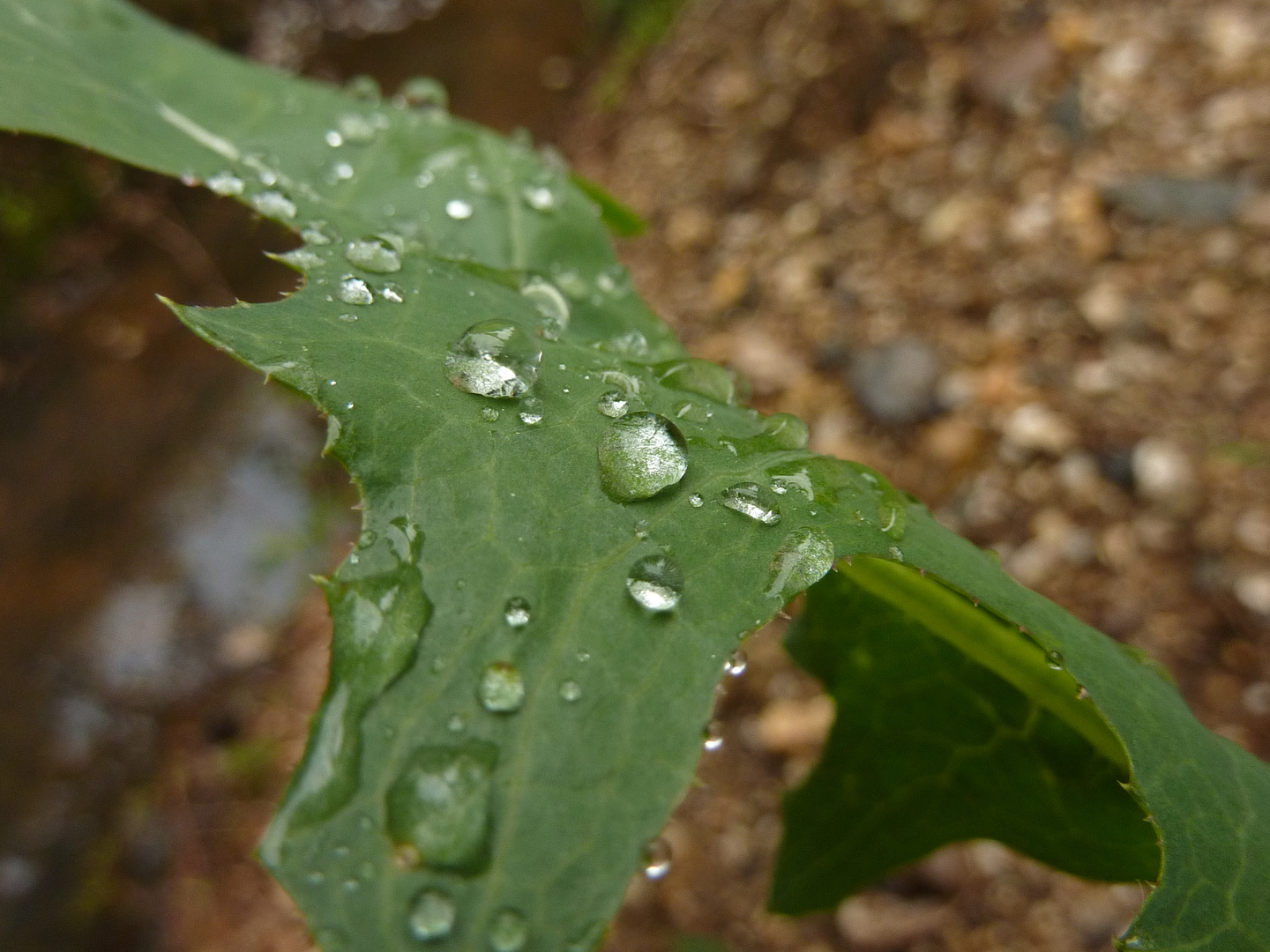 Gouttes sur une feuille