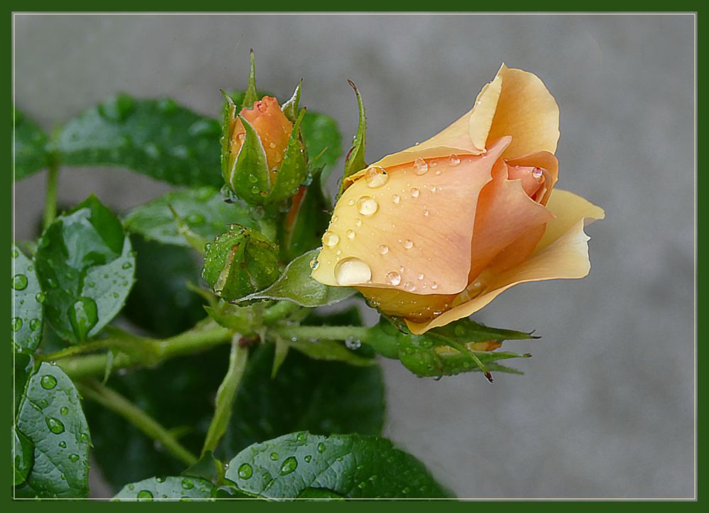 Gozando  la lluvia 