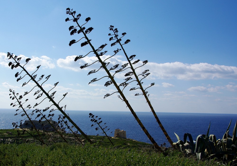 Gozo: Windschief