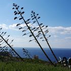 Gozo: Windschief