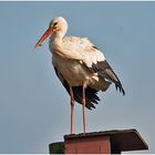 GPS versagt oder falsche Anschrift? Dieser Weißstorch . . .