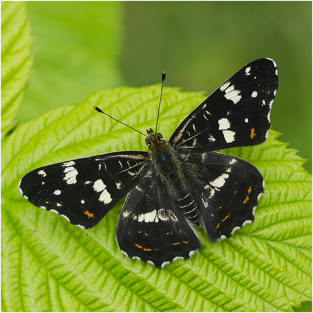 GPS-Vorgängerin - Landkärtchen - Araschnia levana