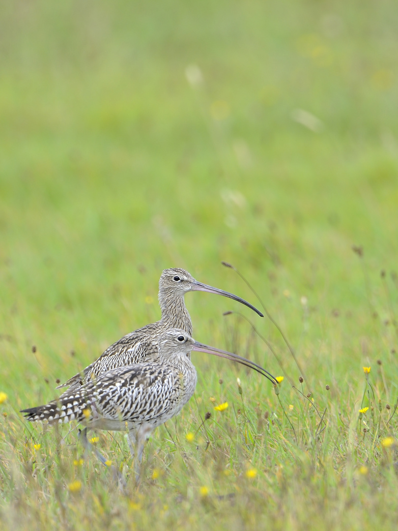 Gr. Brachvogel 2