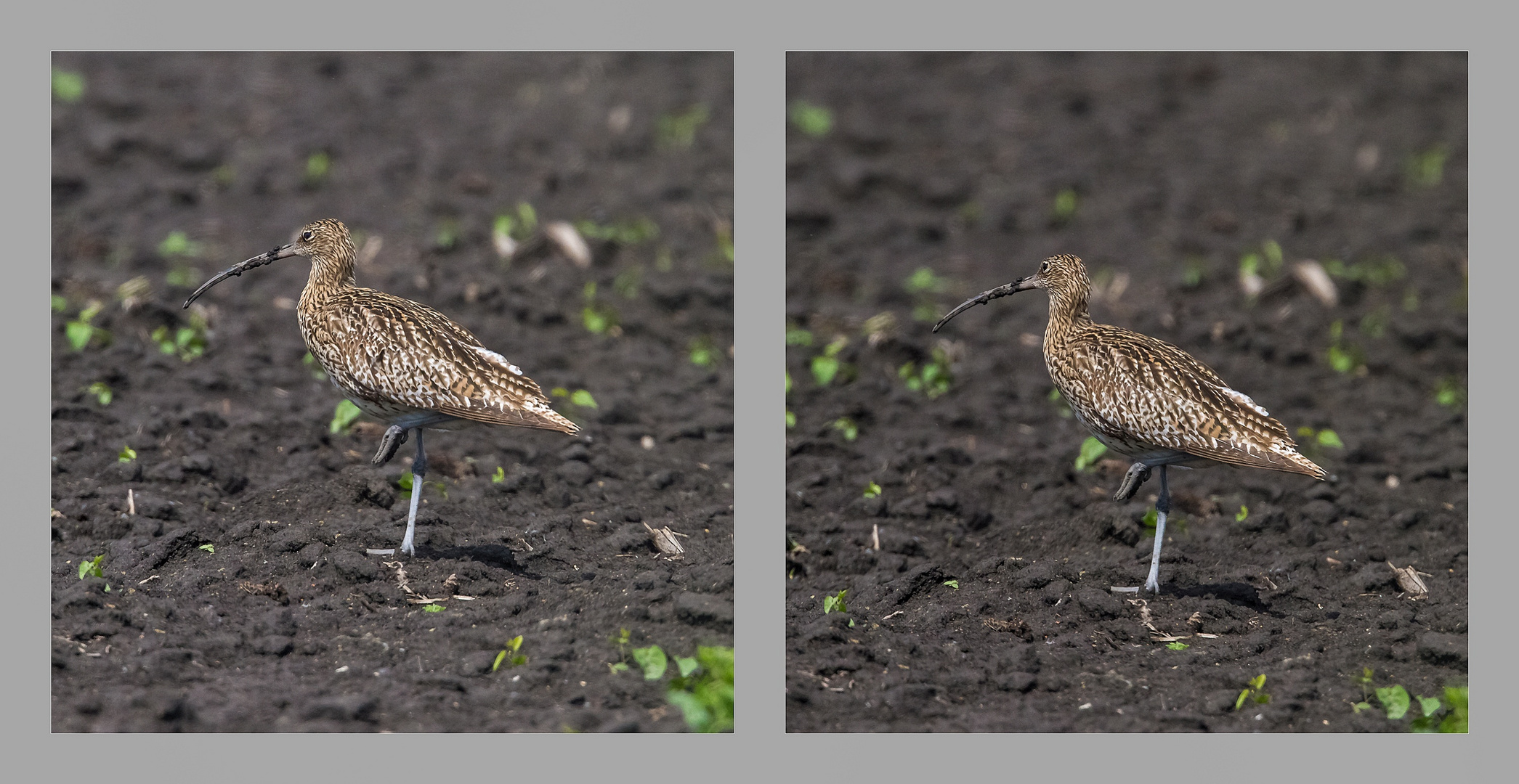 gr. Brachvogel