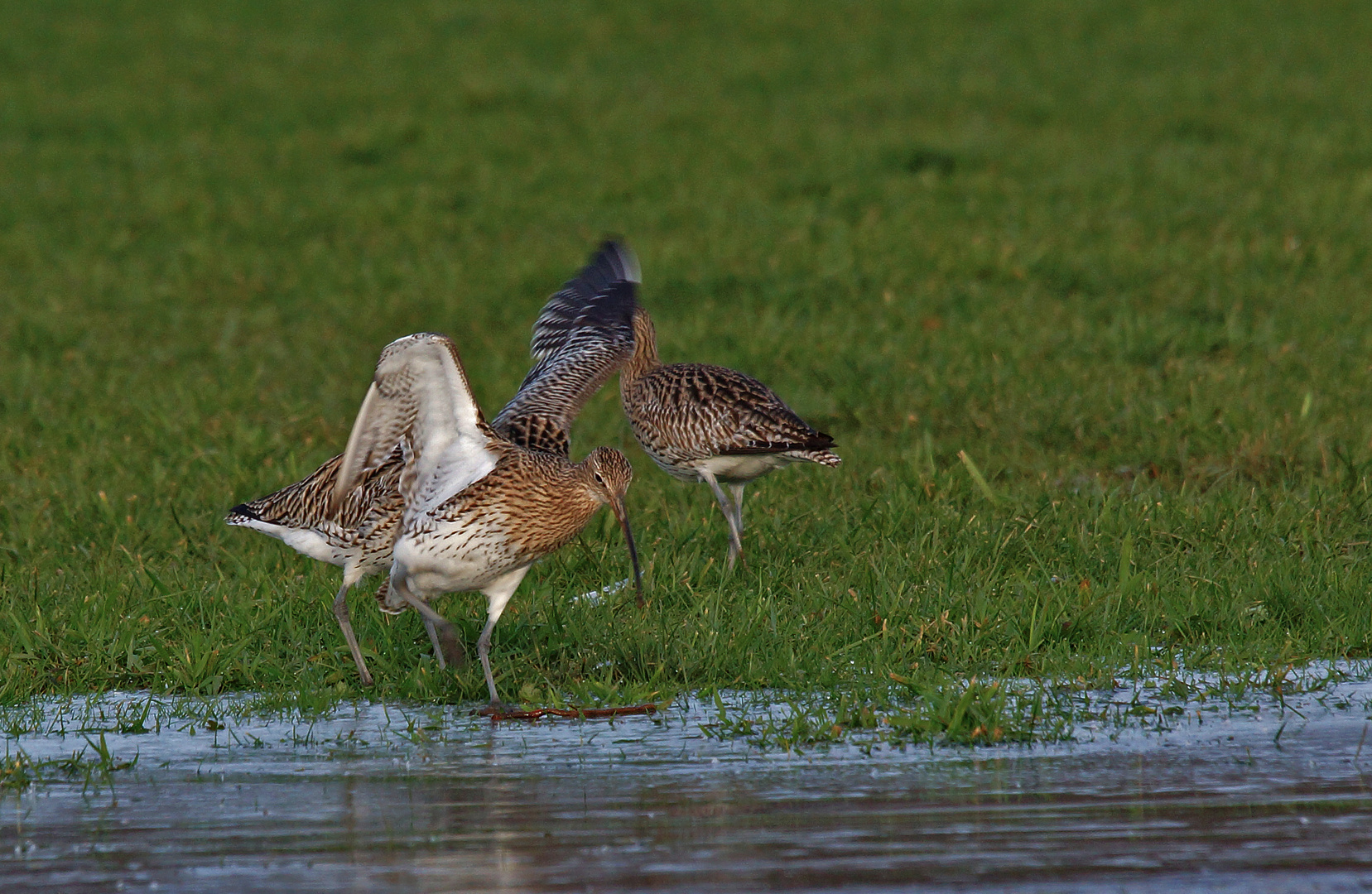 Gr. Brachvogel